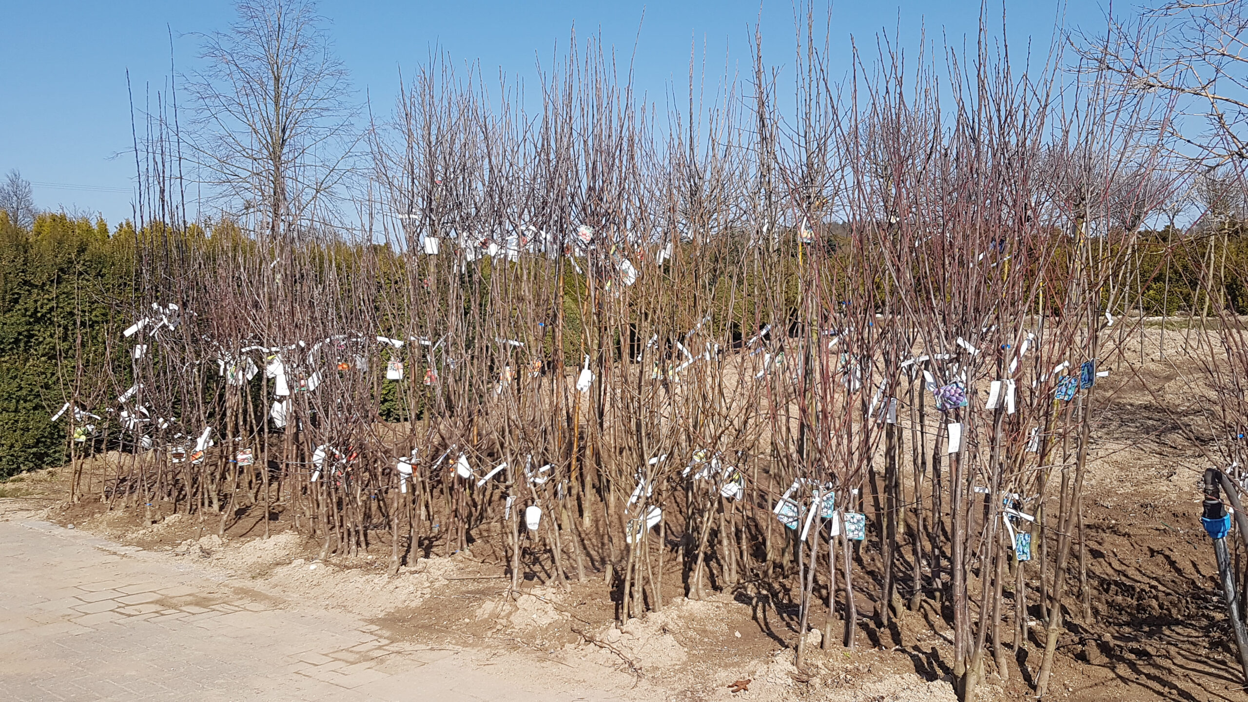 obstbaum-1