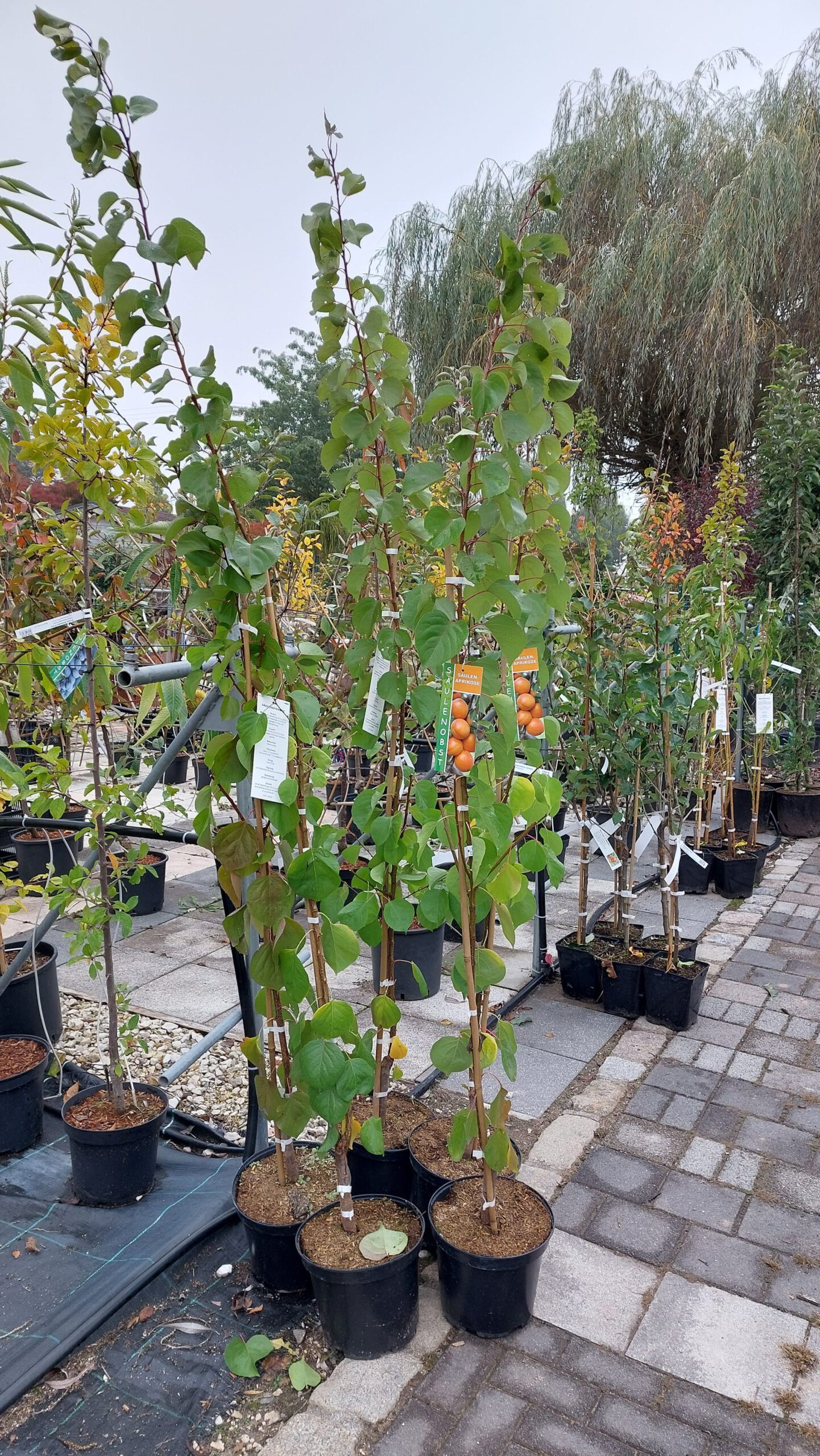 obstbaum-11