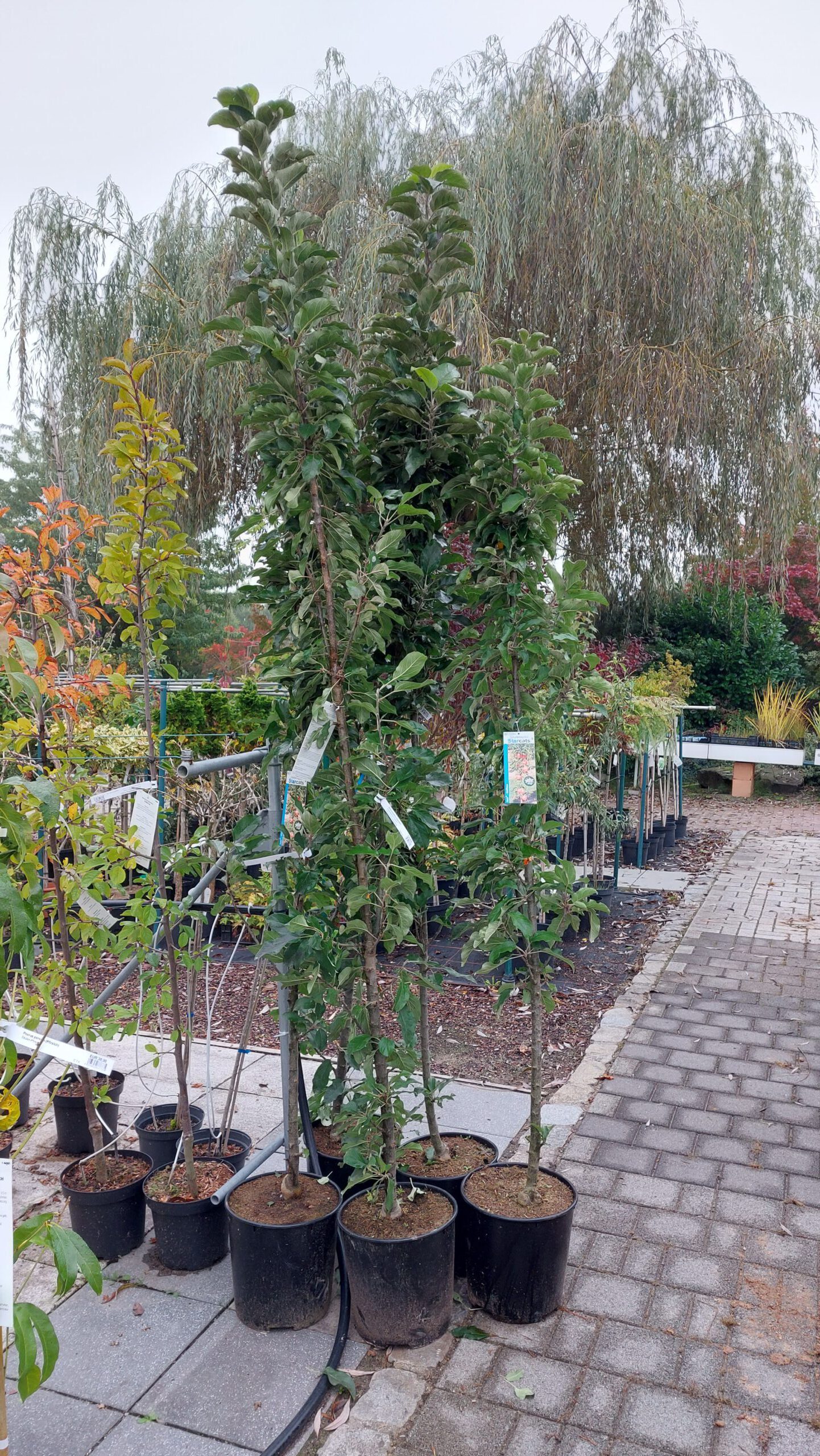 obstbaum-12