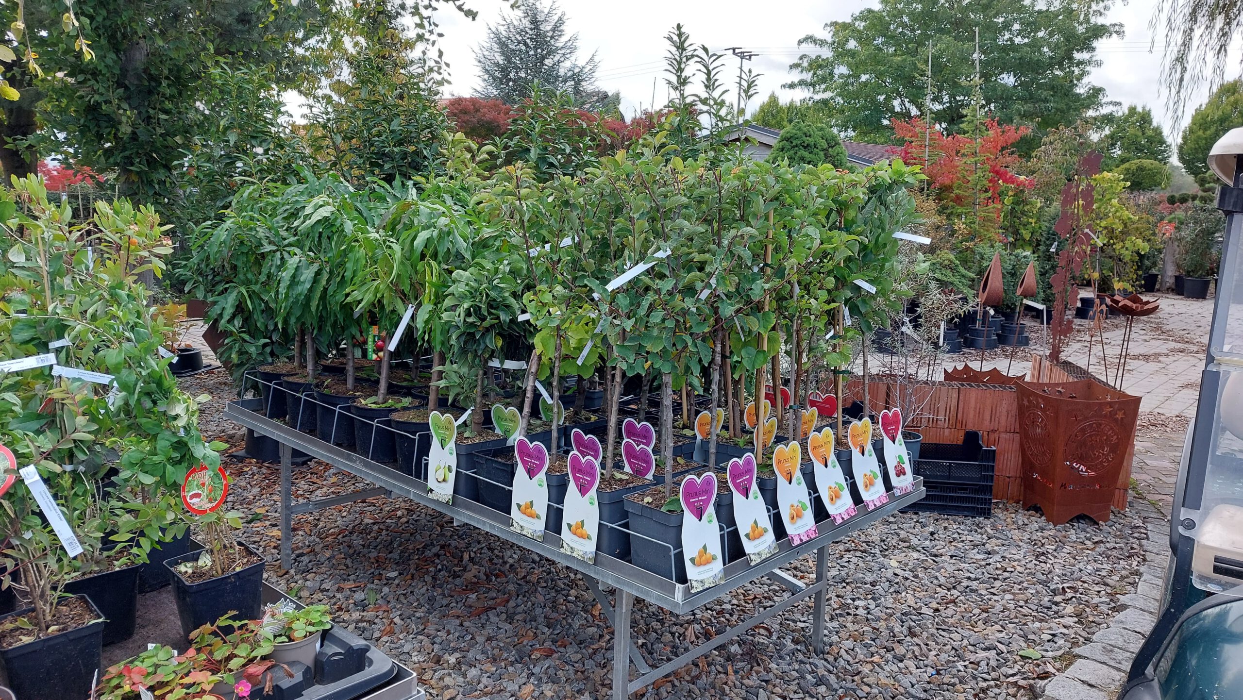 obstbaum-13