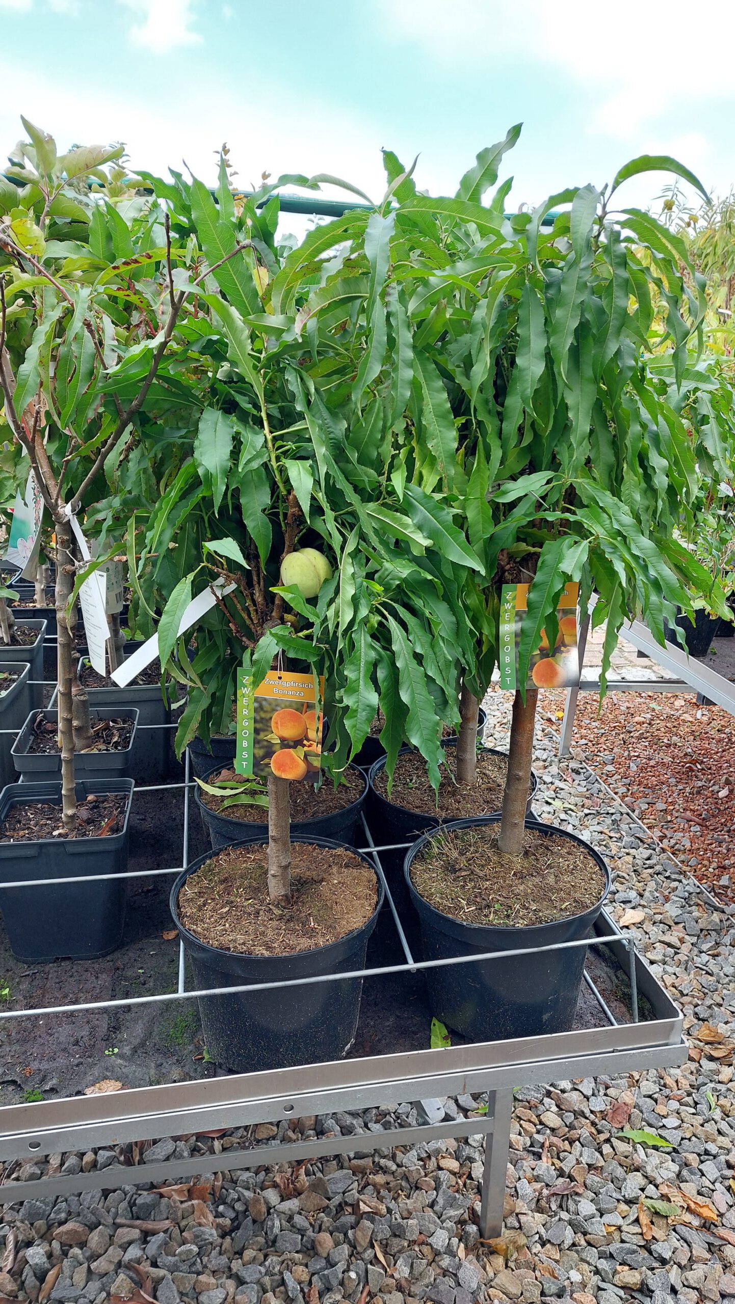 obstbaum-14
