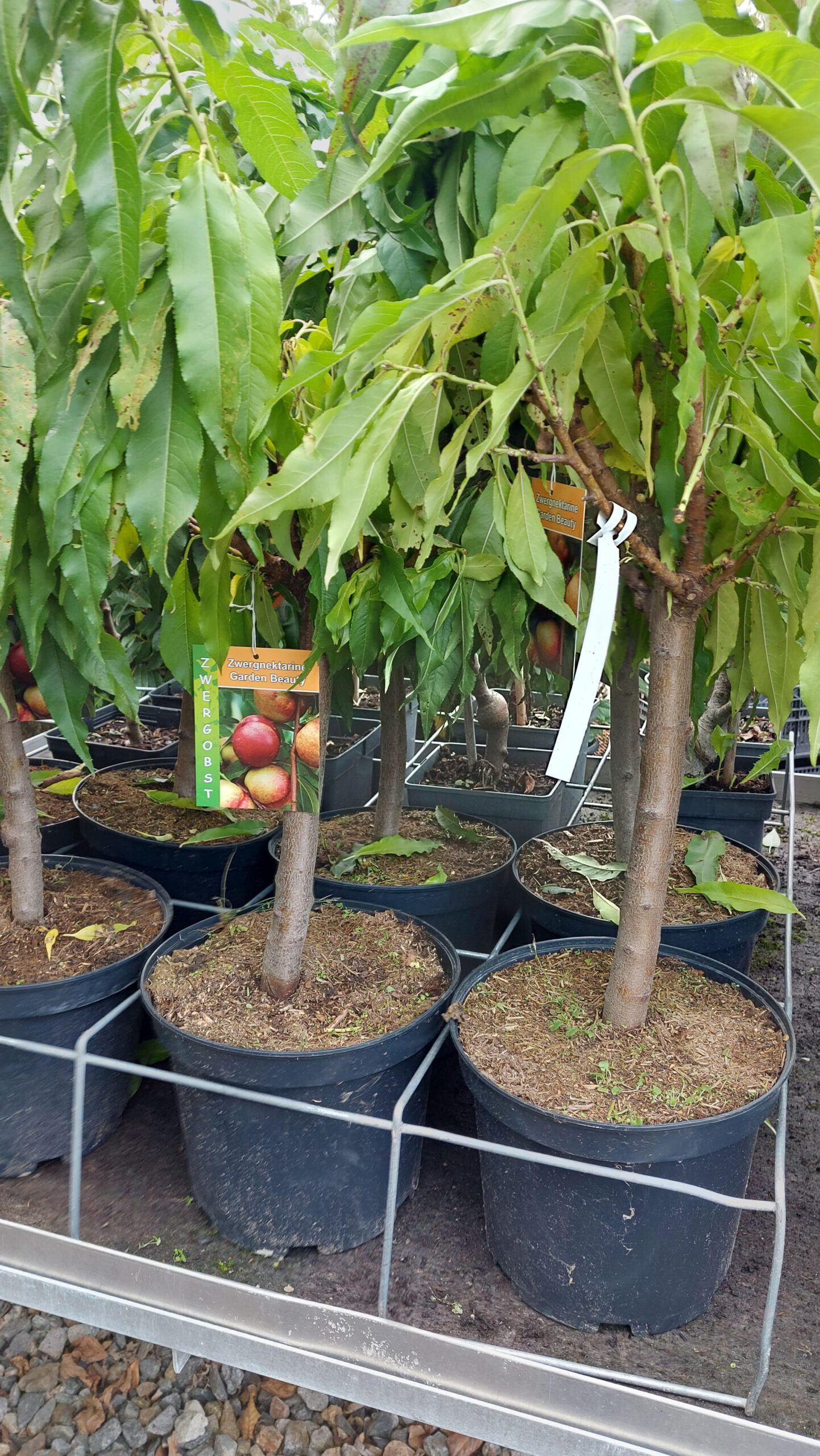 obstbaum-15