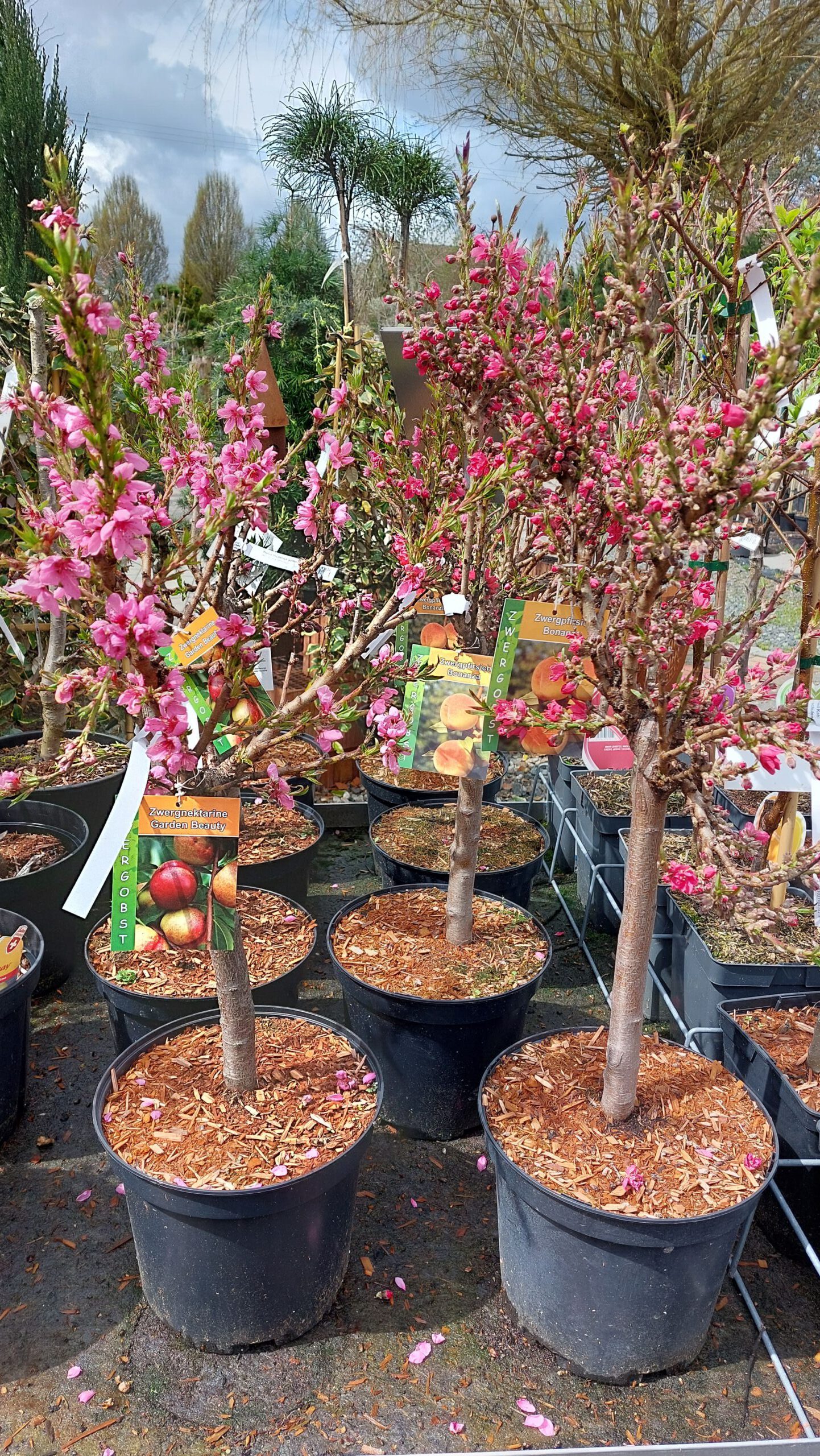obstbaum-16