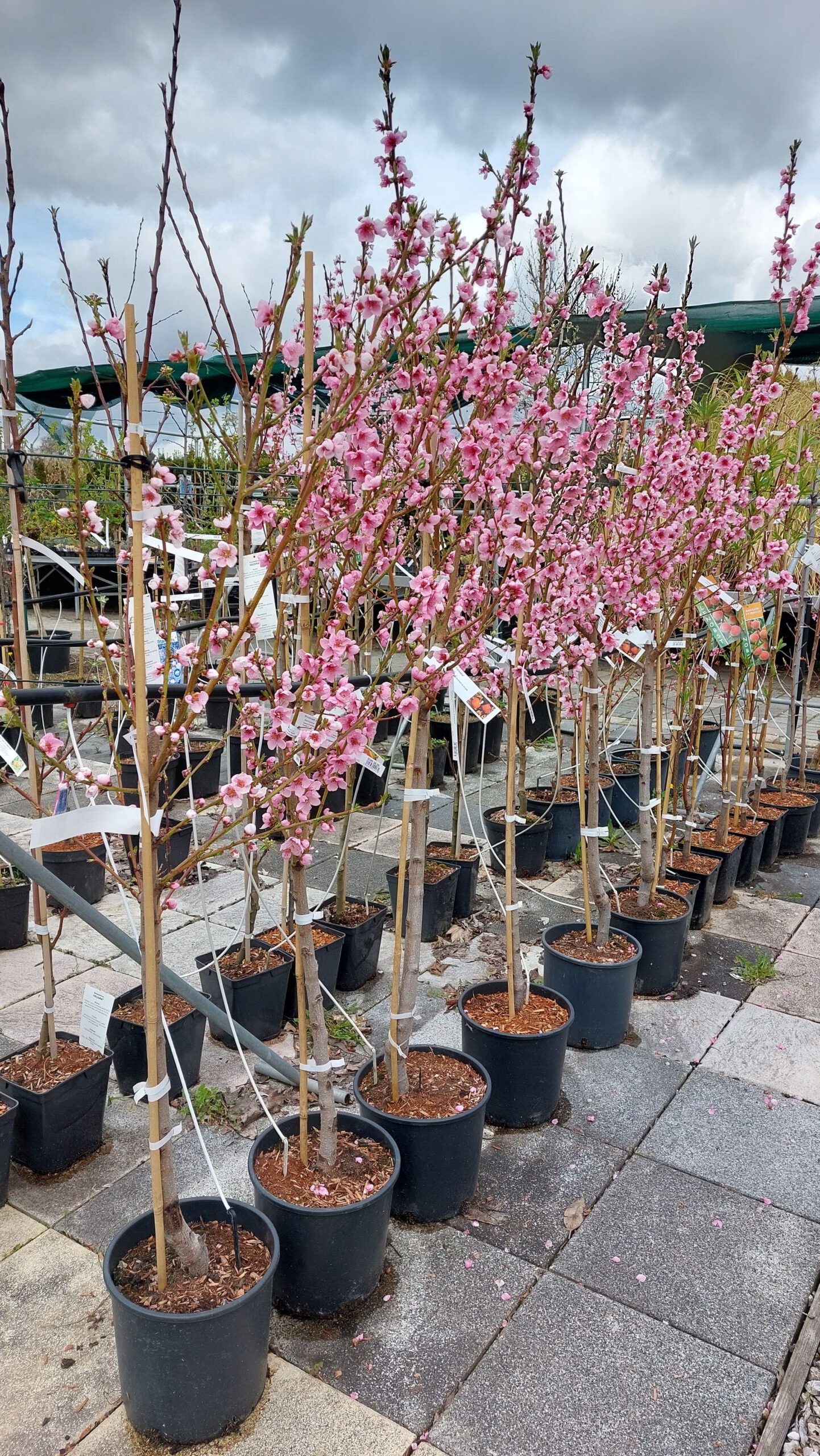 obstbaum-17