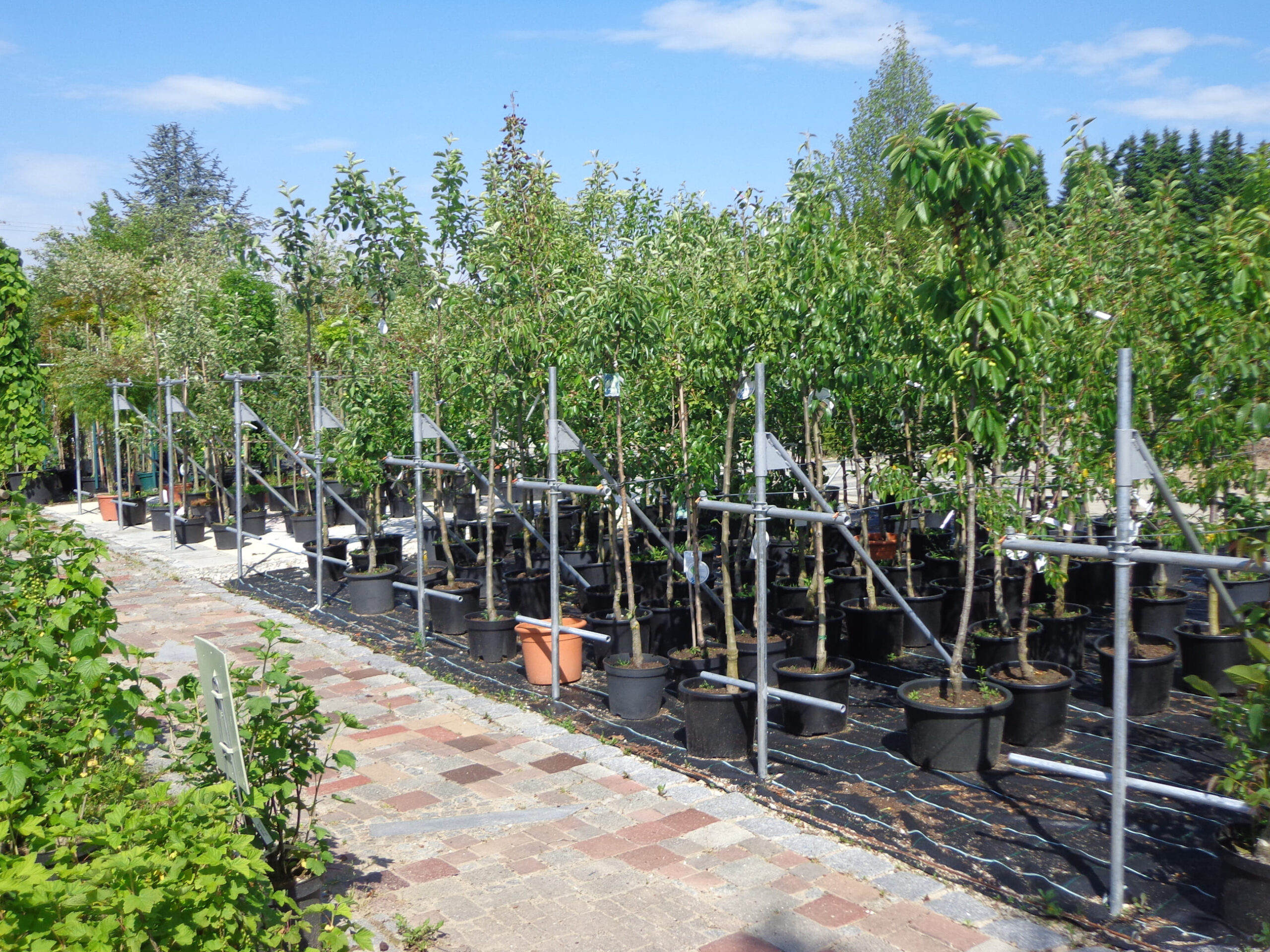 obstbaum-19