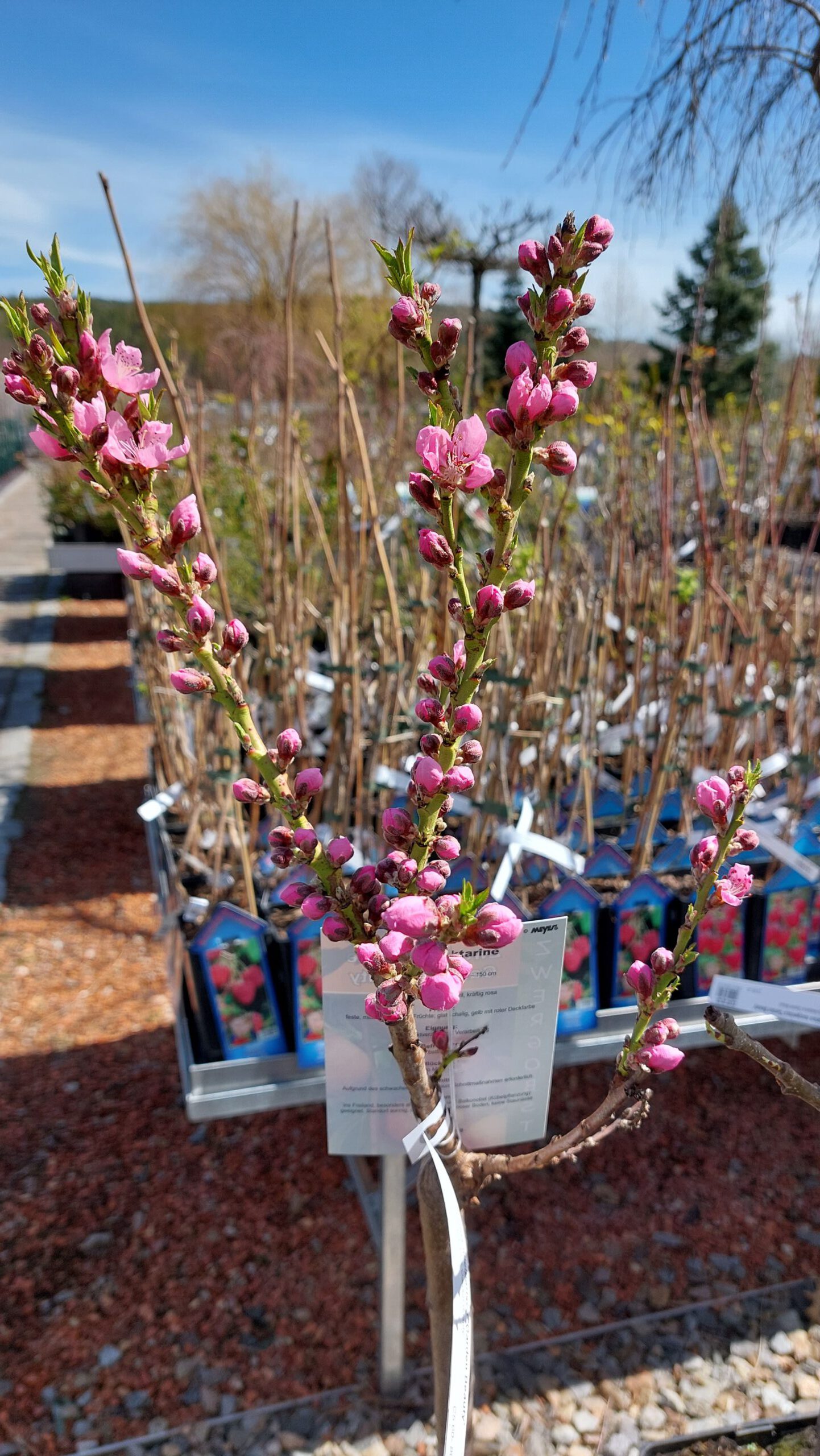 obstbaum-2