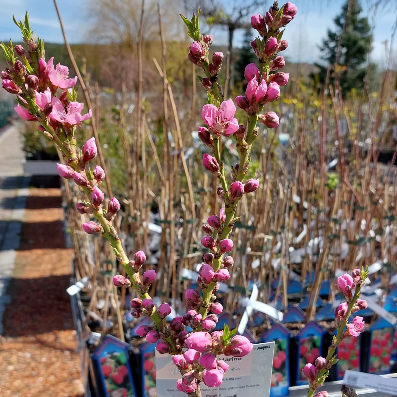 obstbaum-20