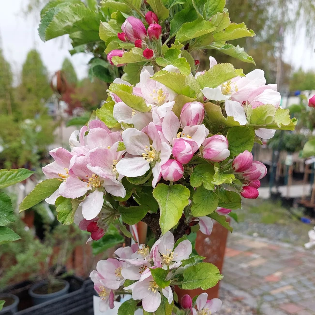 obstbaum-21