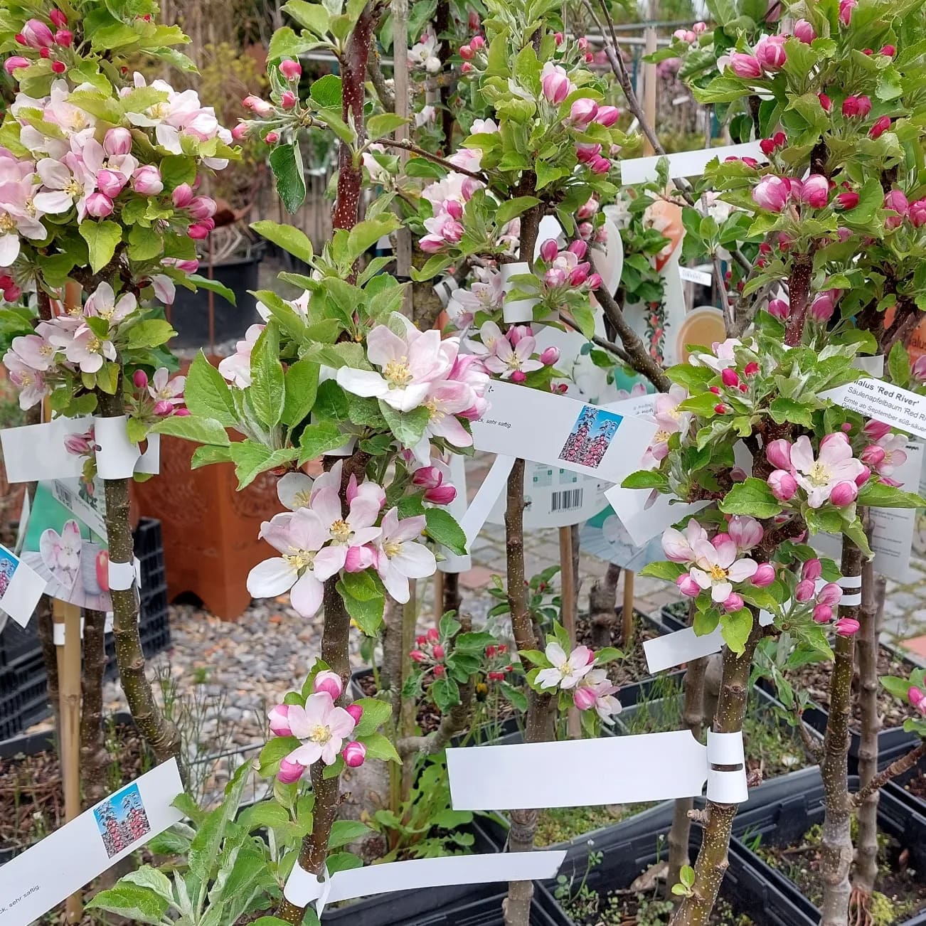 obstbaum-22