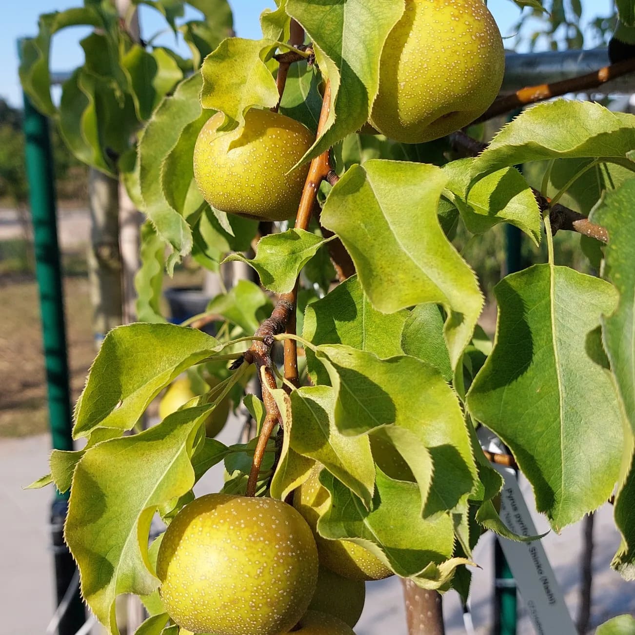 obstbaum-23