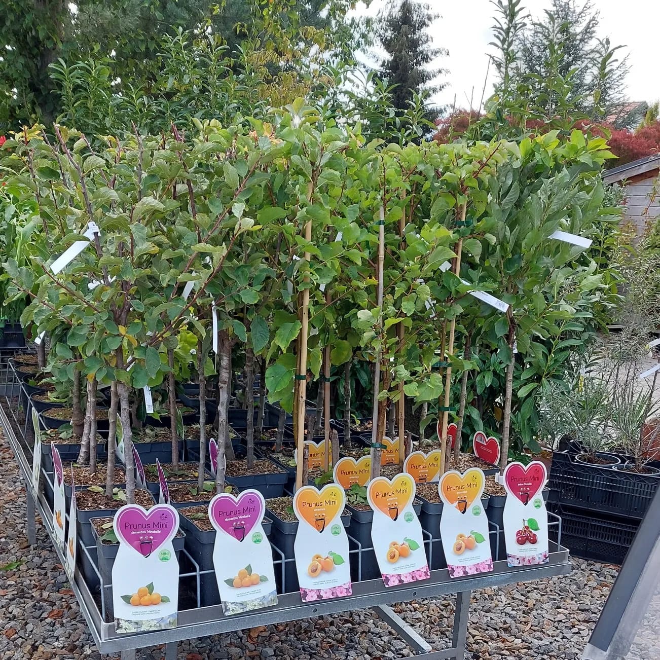 obstbaum-24