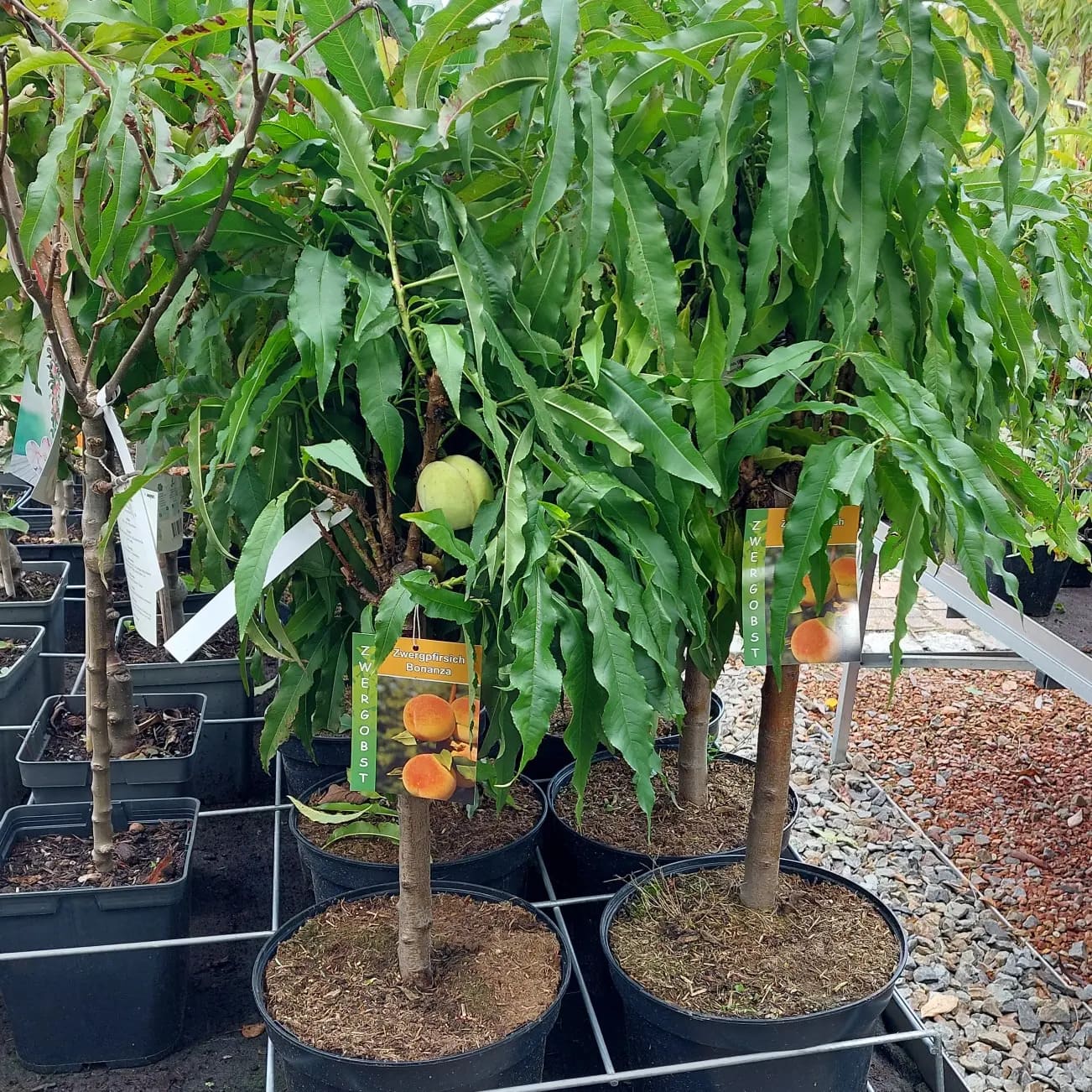 obstbaum-25
