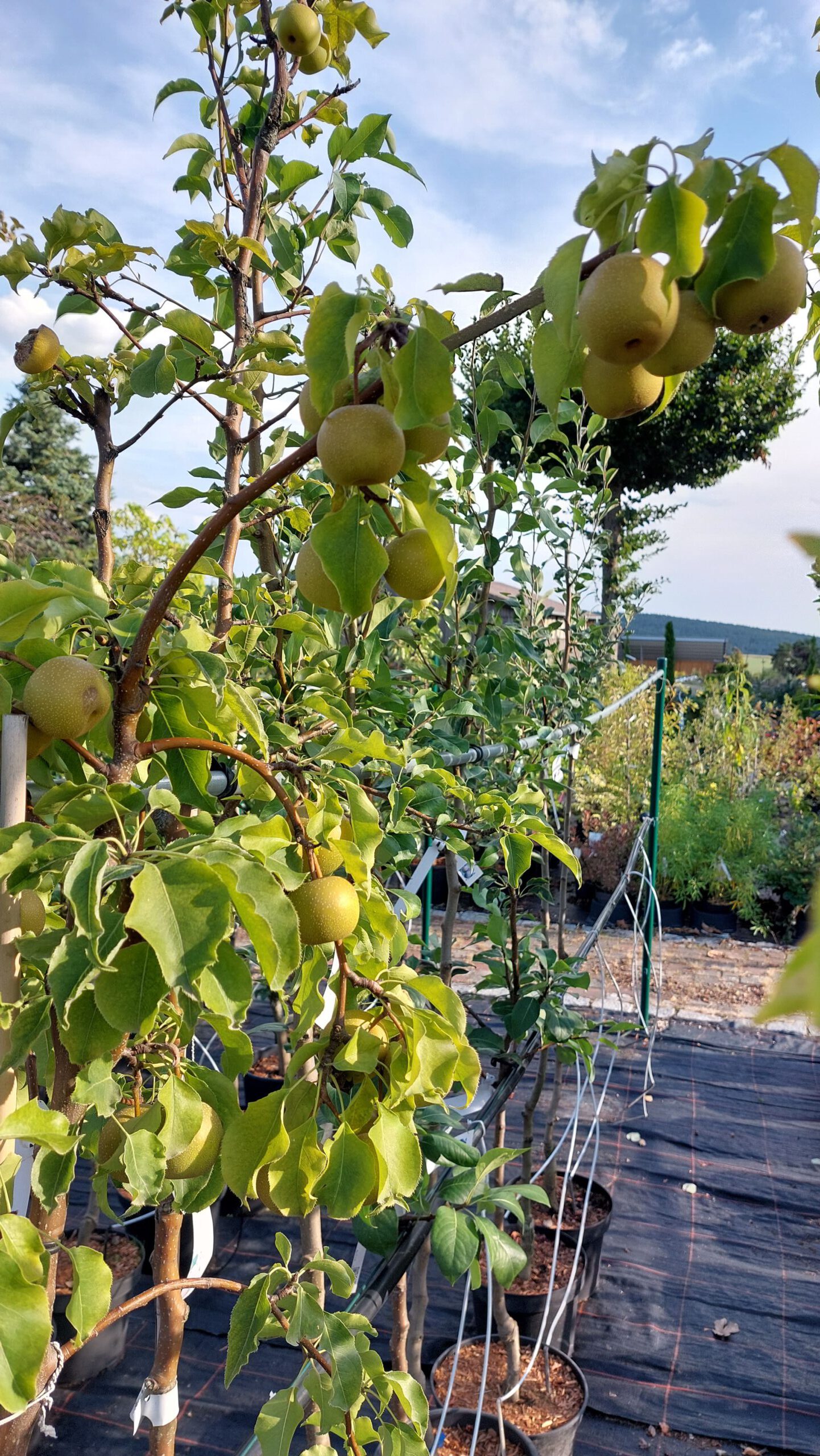 obstbaum-4