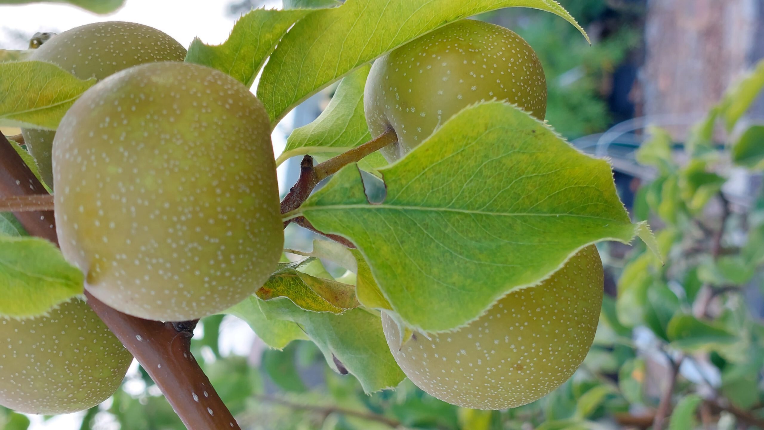 obstbaum-5