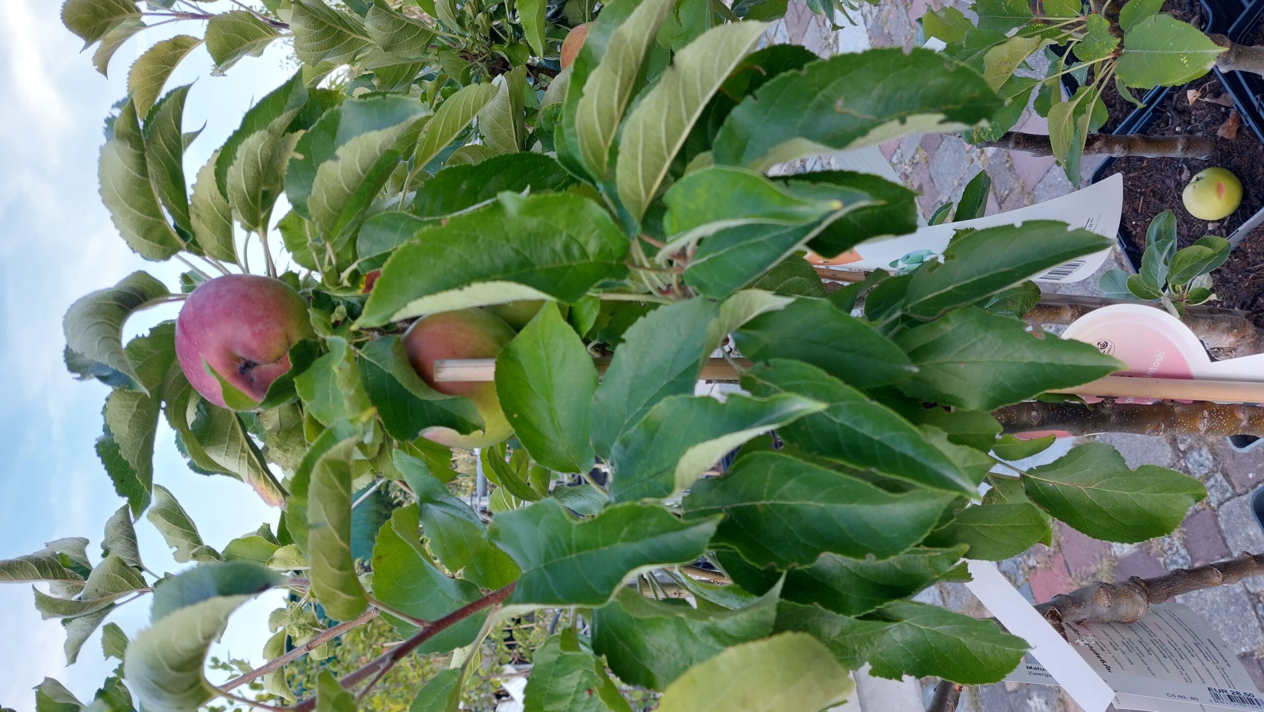 obstbaum-6