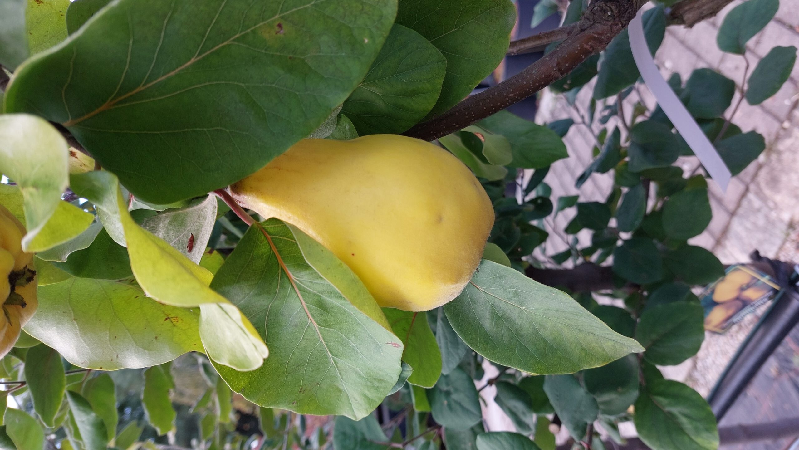 obstbaum-7