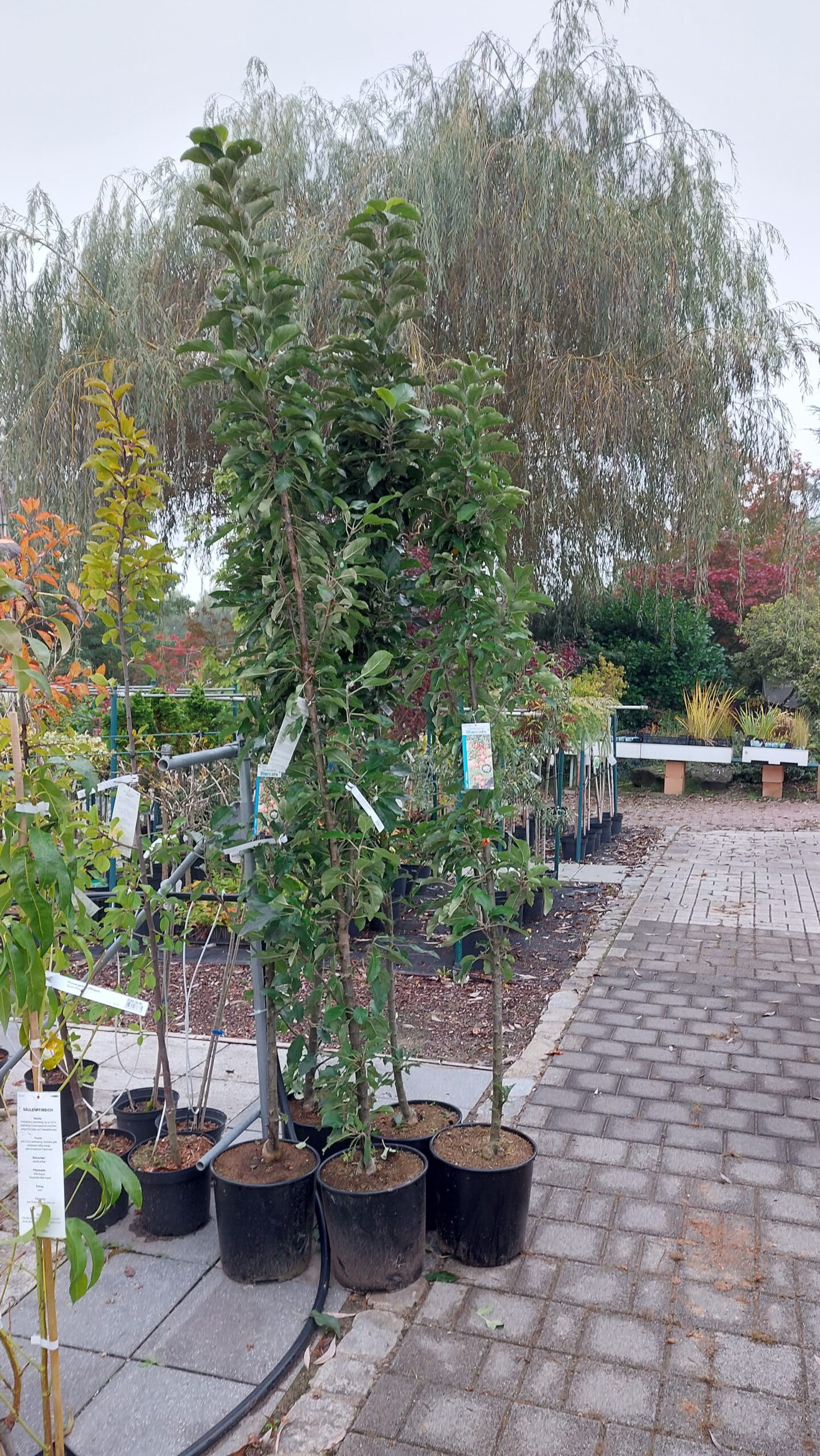 obstbaum-8