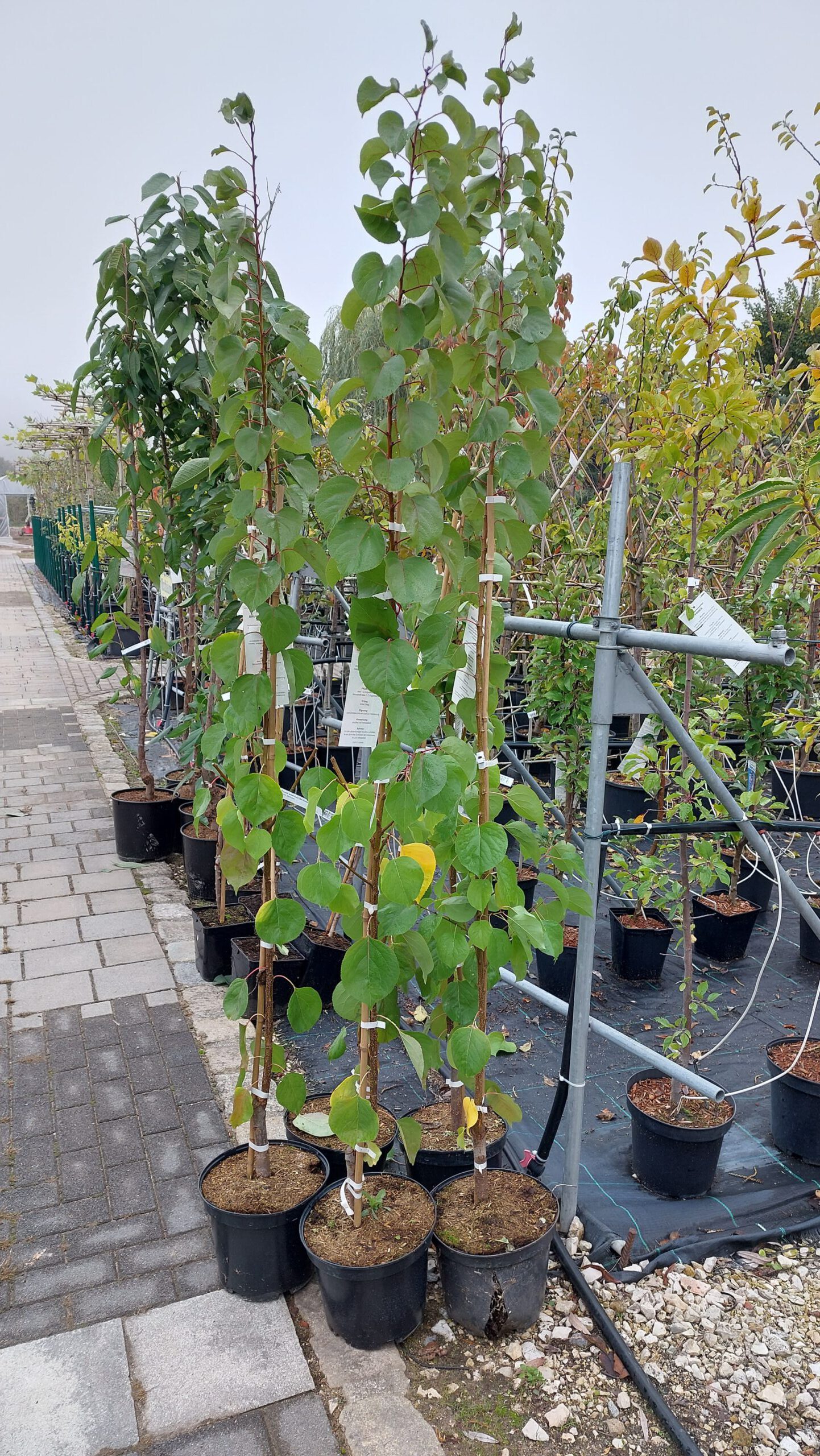obstbaum-9