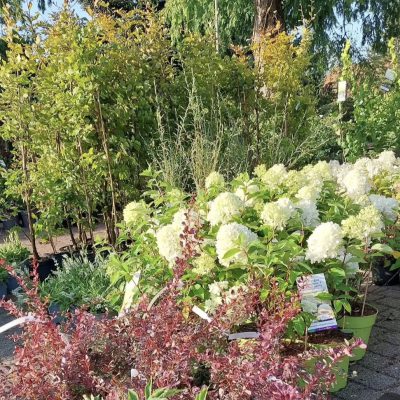 Bläutensträucher in weiß und rot.