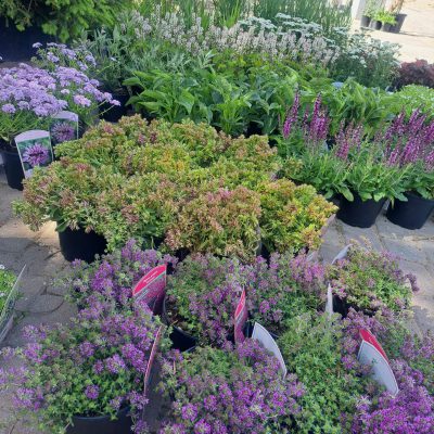 Bodendecker in verschiedenen Farben.