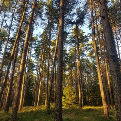 Bilder von mehreren Bäumen im Wald.
