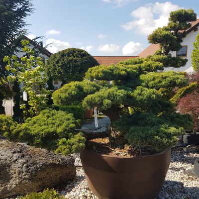 Gartenbonsai