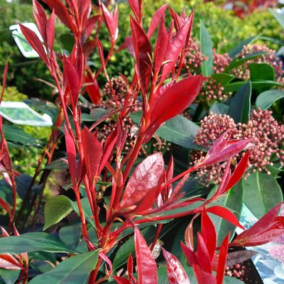 Eine rote Heckenpflanze.