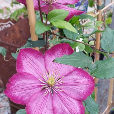 Eine rosa Farbene Kletterpflanze.