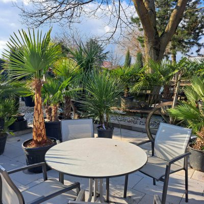 Mediterrane Pflanzen wie Palmen stehen auf einer Terrasse.