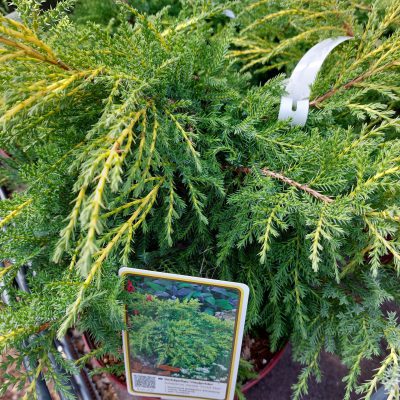 Eine junge Nadelgehölzpflanze.