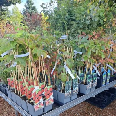 Verschiedene Obst- und Beerensträucher.