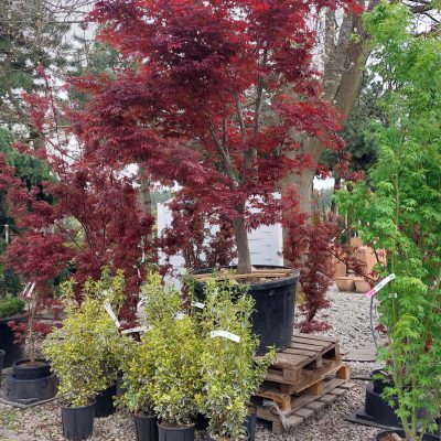 Verschiedenes Solitärgehölze im Außenbereich.