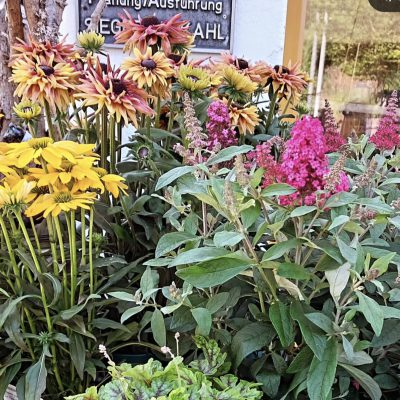 Stauden für den Steingarten in bunter Vielfalt.