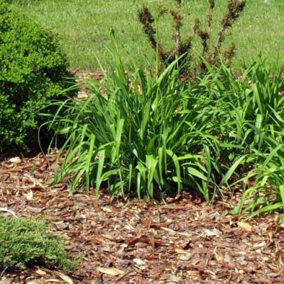Rindenmulch verteilt um mehrere Pflanzen.